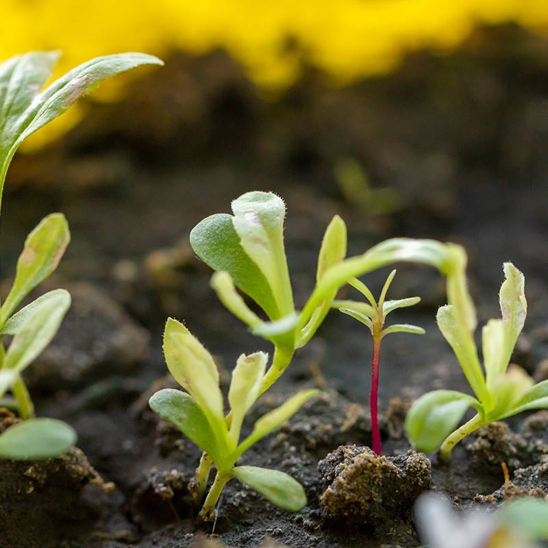 Plant Varieties